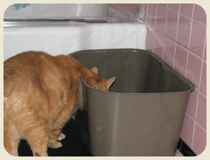 Junior stepping into the litterbox